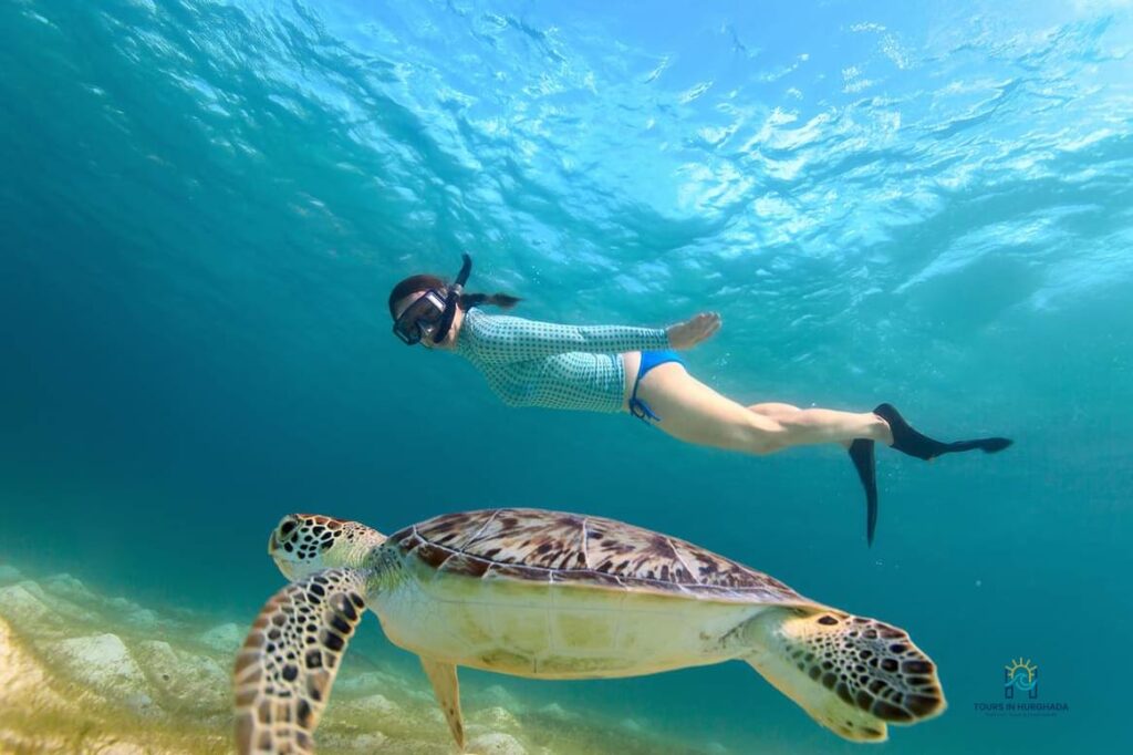 Abu Dabbab Snorkeling Tour: 1 Amazing Red Sea Adventure