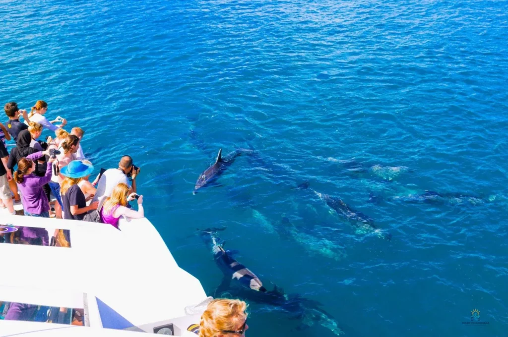 Dolphin House Hurghada Tour: 7 Thrilling Moments with Red Sea Dolphins