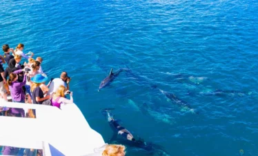Dolphin House Hurghada Tour: 7 Thrilling Moments with Red Sea Dolphins