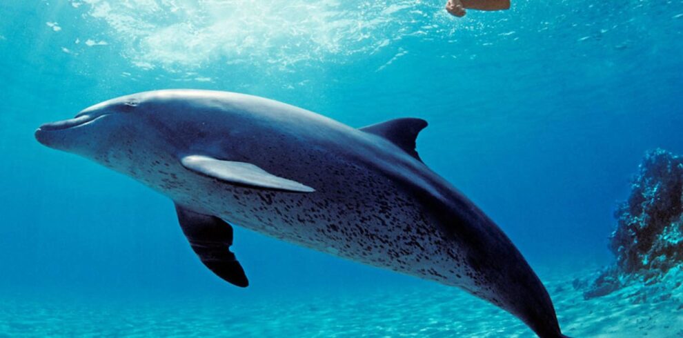 dolphin house hurghada tour