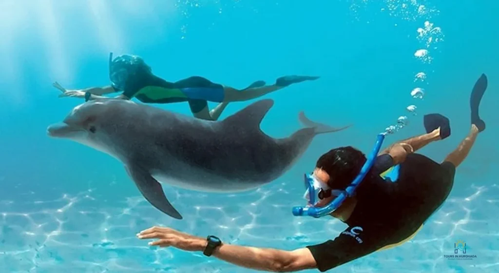 Dolphin House Hurghada Tour: 7 Thrilling Moments with Red Sea Dolphins