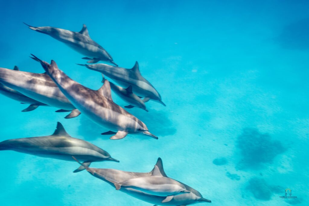 Dolphin House Hurghada Tour: 7 Thrilling Moments with Red Sea Dolphins