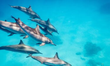 Dolphin House Hurghada Tour: 7 Thrilling Moments with Red Sea Dolphins