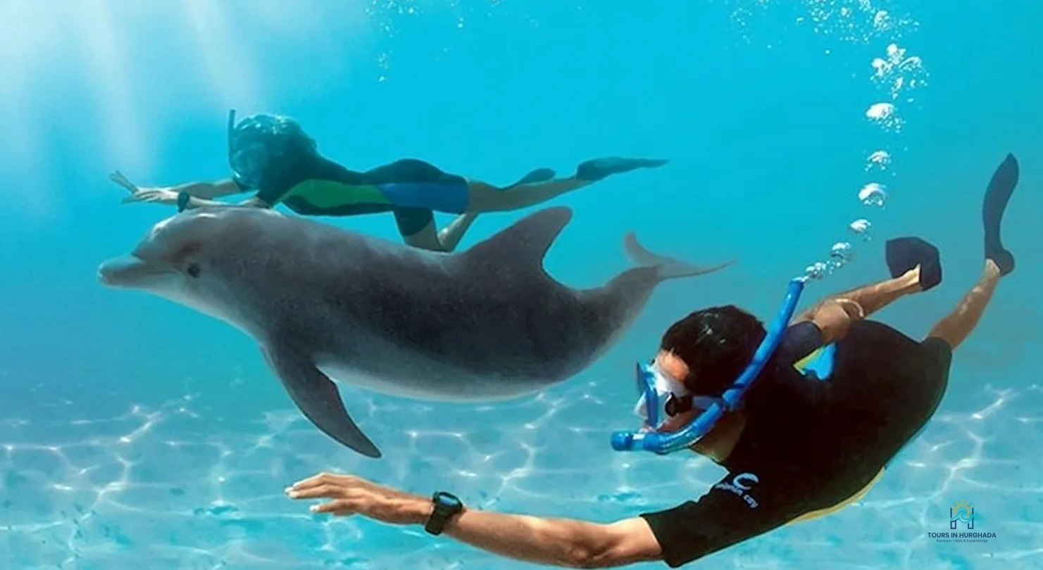 Dolphin House Hurghada Tour: 7 Thrilling Moments with Red Sea Dolphins