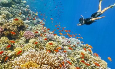 giftun island snorkeling