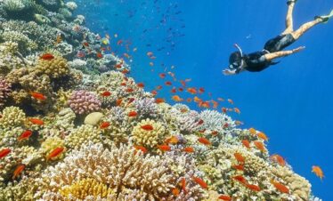 hurghada snorkeling trip
