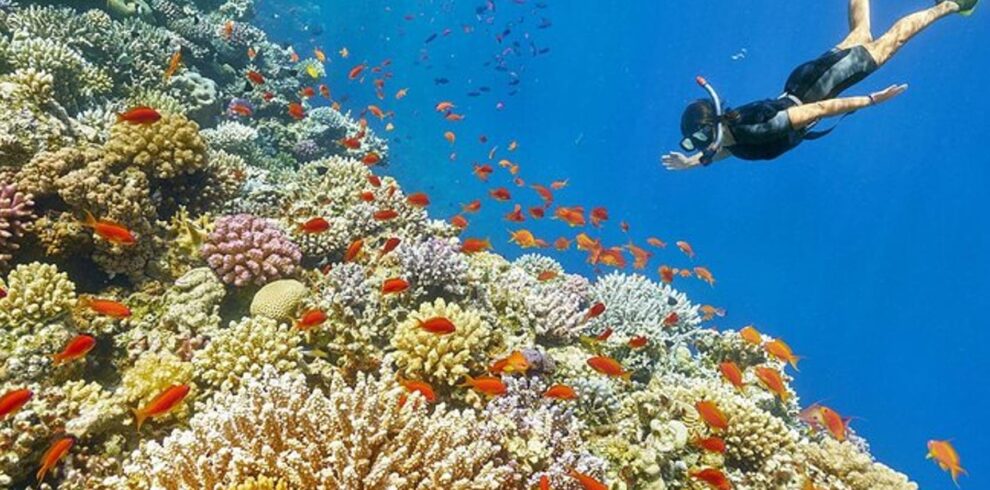 hurghada snorkeling trip