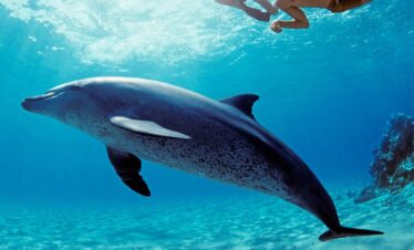 Hurghada Snorkeling Trip: Explore 3 Red Sea Wonders in 1 Day!