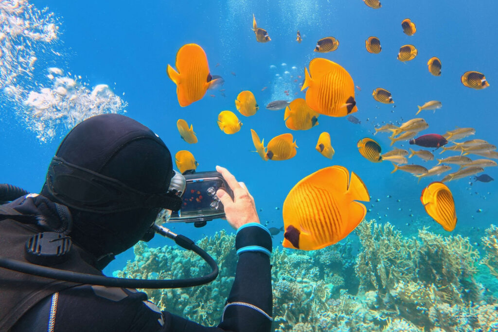 Mahmya Island Snorkeling: 1 Day Red Sea Adventure | 5-Star Tour
