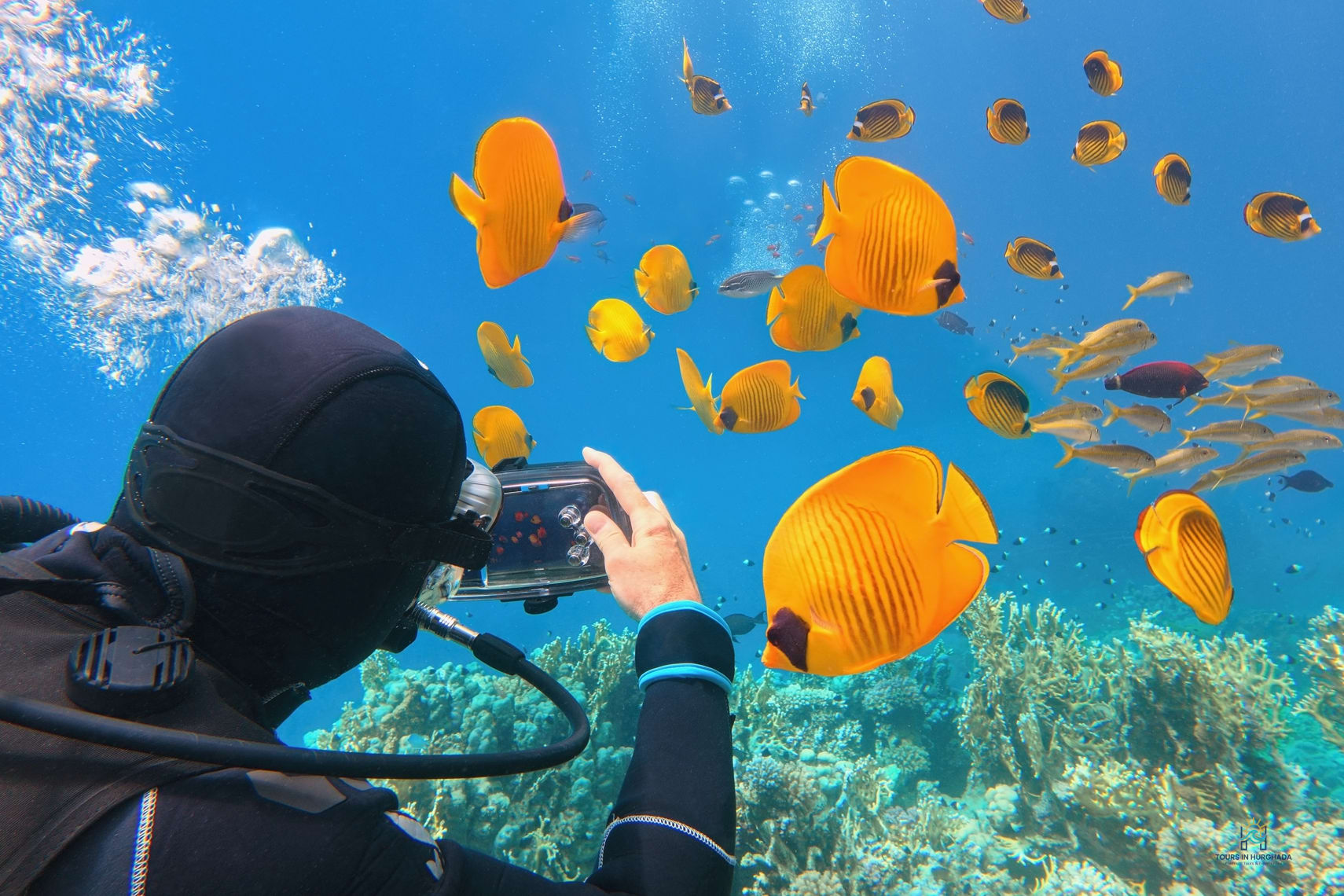 Mahmya Island Snorkeling: 1 Day Red Sea Adventure | 5-Star Tour
