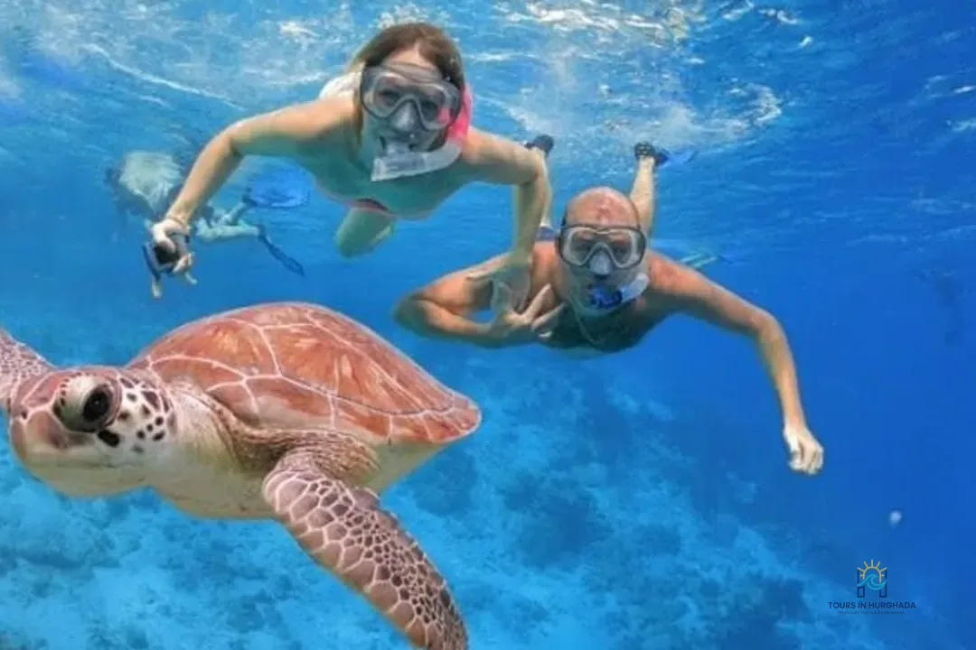 Mahmya Island Snorkeling: 1 Day Red Sea Adventure | 5-Star Tour