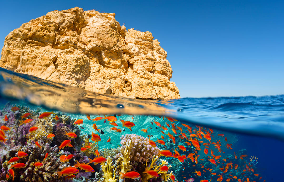 Ras Mohammed Snorkeling Tour: 1 Epic Day in Red Sea Wonders
