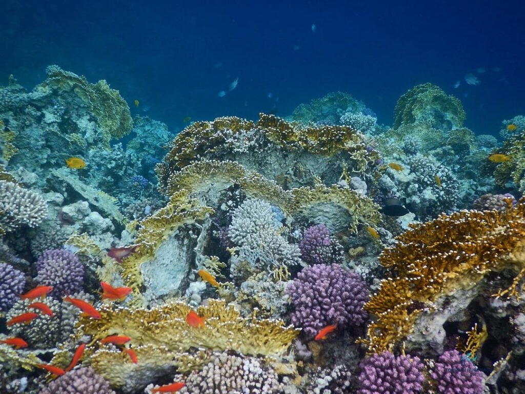 sharm el naga snorkeling