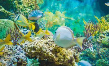 Sharm El Naga Snorkeling: 1-Day Red Sea Reef Adventure