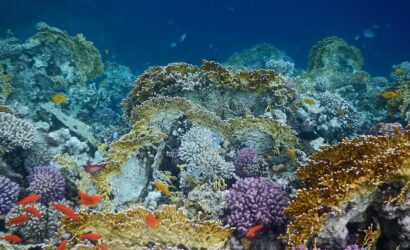sharm el naga snorkeling