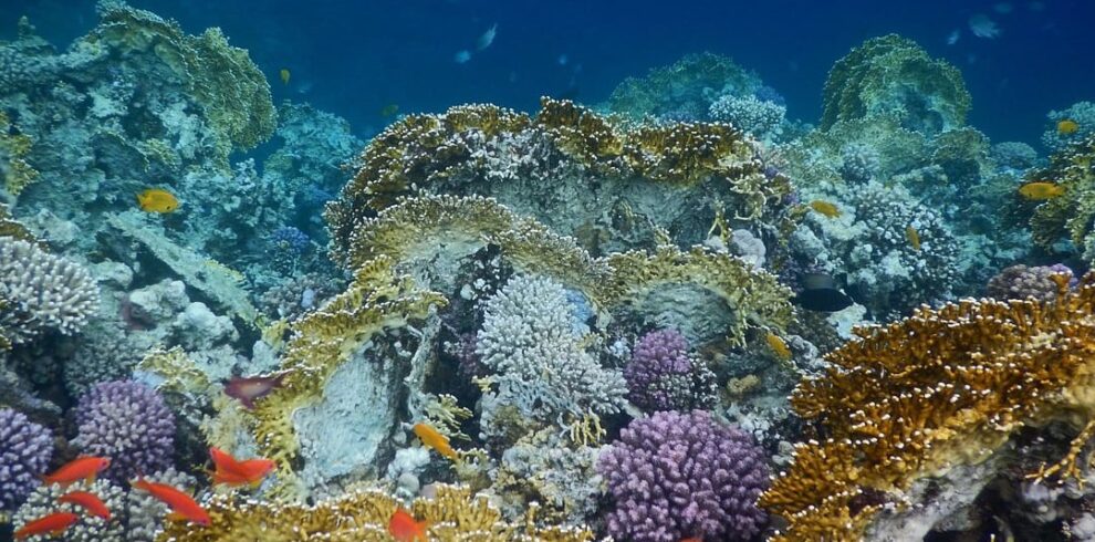 sharm el naga snorkeling