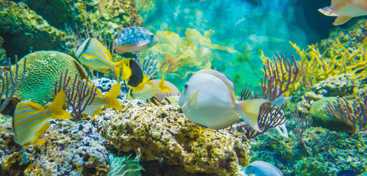Sharm El Naga Snorkeling: 1-Day Red Sea Reef Adventure