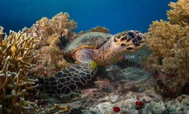 sharm el sheikh diving