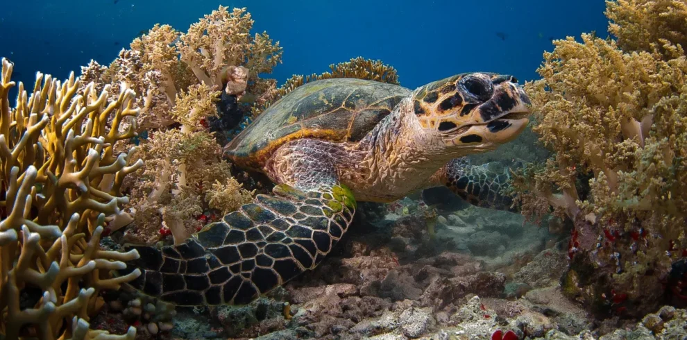 sharm el sheikh diving