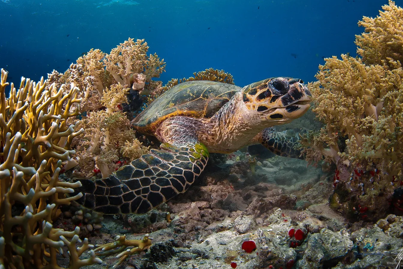 sharm el sheikh diving