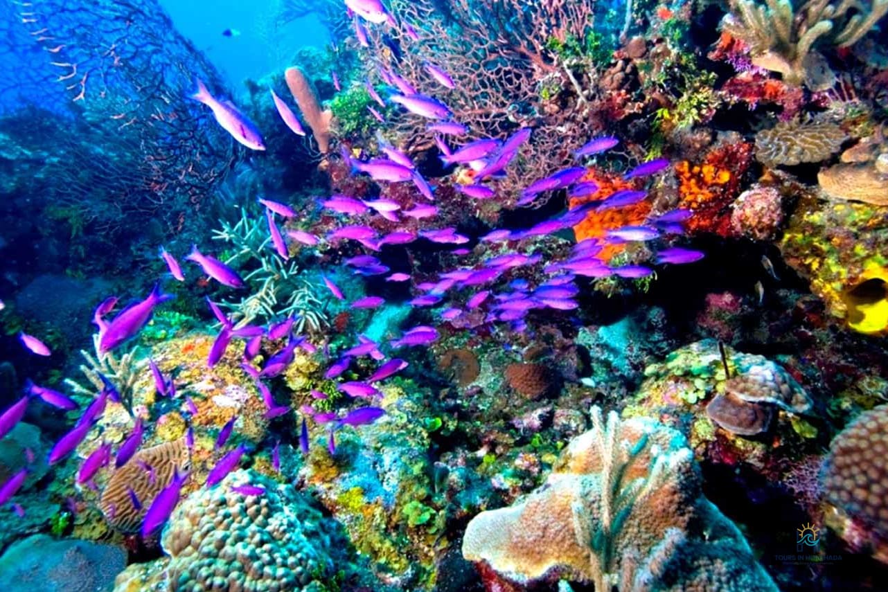 Tiran Island Snorkeling Tour: Discover 3 Reefs in 1 Day!